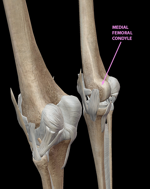 3d-skeletal-system-5-cool-facts-about-the-femur